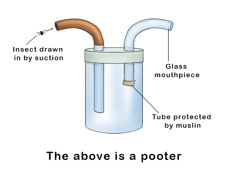 A pooter (also known as an aspirator) consists of a small jar with two flexible tubes